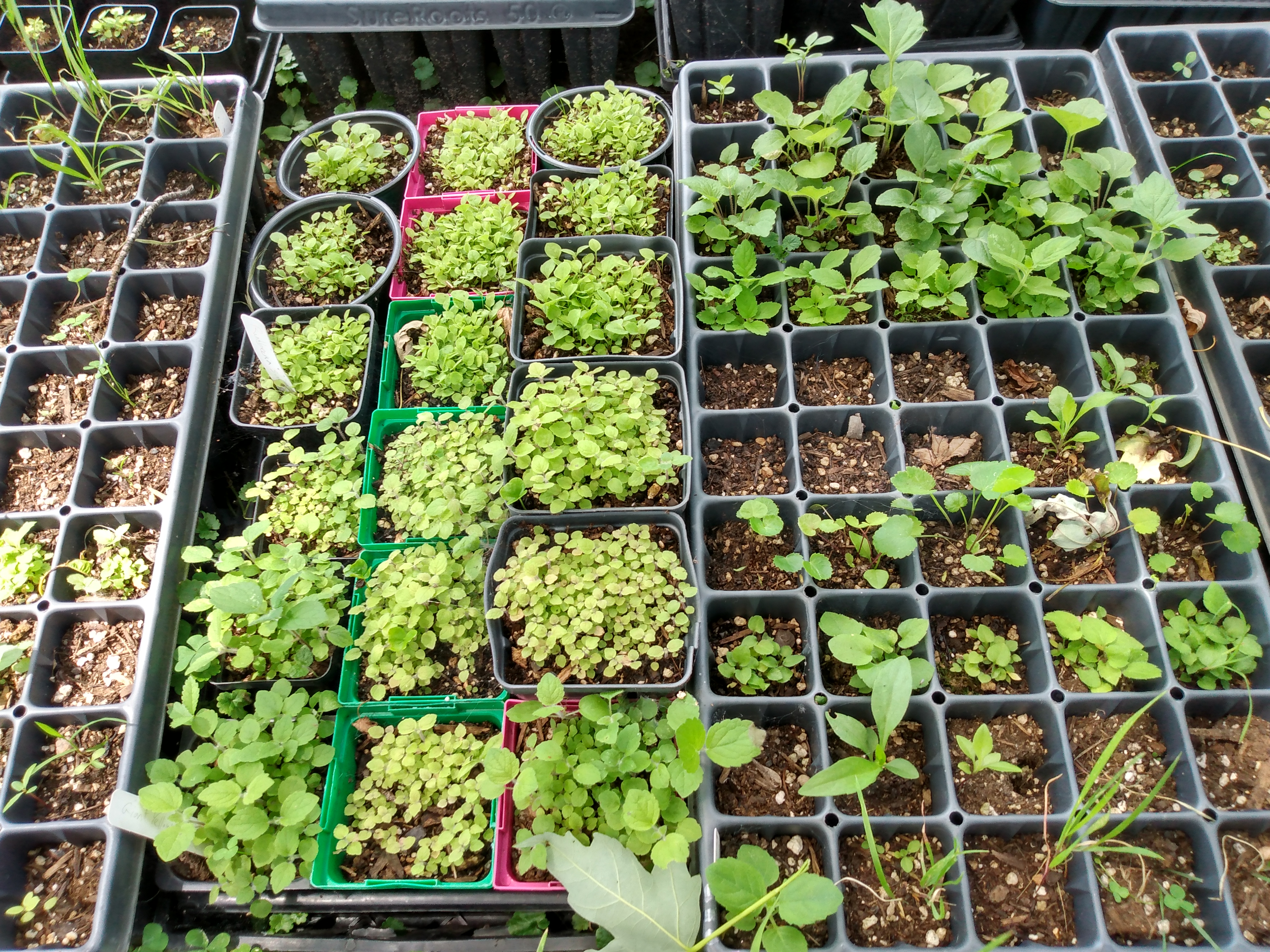 IMG_20200628_130919875_HDR